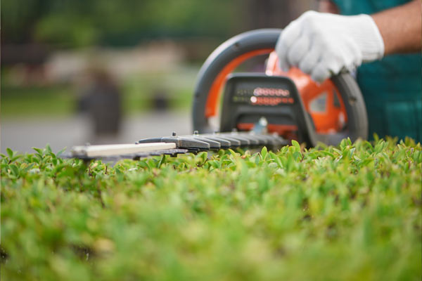 A person using a hedge trimmer to trim green hedges in a garden setting.